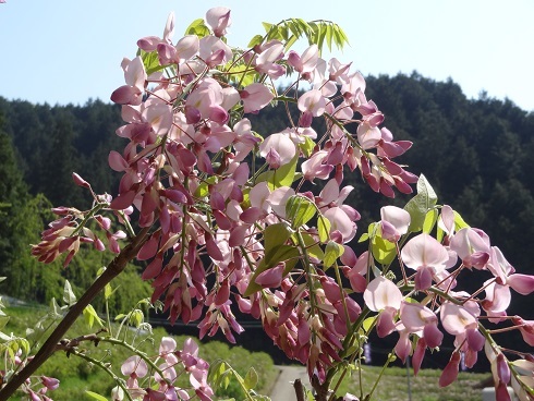 f0000521_20530223.jpg