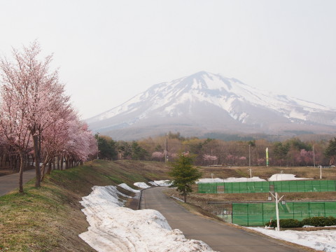 世界一の桜並木(弘前市)*2015.04.27_b0147224_20454139.jpg