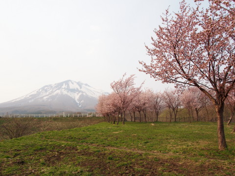 世界一の桜並木（弘前市）*2015.04.27_b0147224_2045461.jpg
