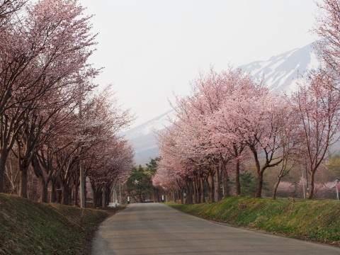 世界一の桜並木（弘前市）*2015.04.27_b0147224_2046273.jpg