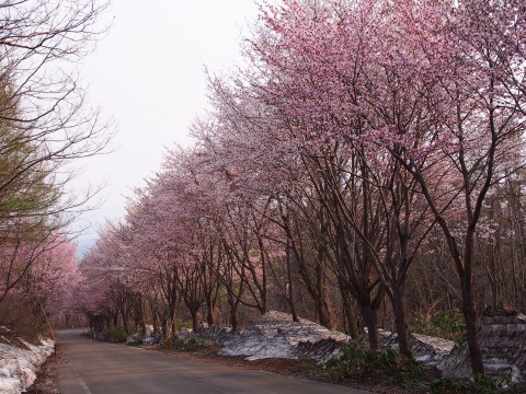世界一の桜並木(弘前市)*2015.04.27_b0147224_2047118.jpg