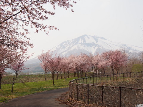世界一の桜並木（弘前市）*2015.04.27_b0147224_20493126.jpg