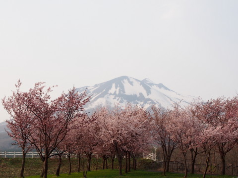 世界一の桜並木(弘前市)*2015.04.27_b0147224_20501281.jpg
