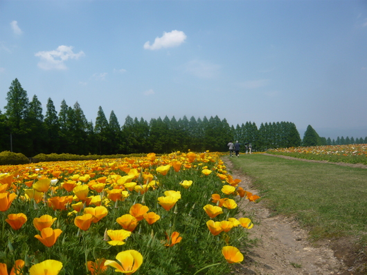 川柳と生駒高原_a0206332_7522815.jpg