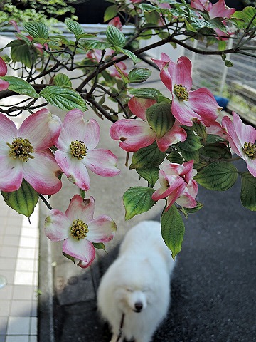 花ざかり_c0062832_6535334.jpg