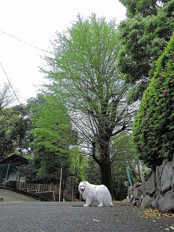 花ざかり_c0062832_6535848.jpg
