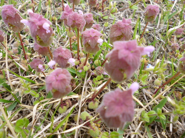 c0177834_05045737.jpg