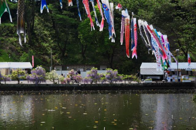 蓮華寺池公園の鯉のぼり_c0309734_05445765.jpg