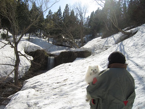 残り雪を求めて!(2)_b0177436_95064.jpg
