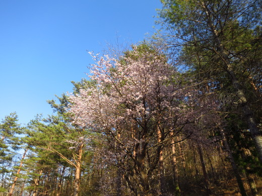 有芸にも山桜前線、到来しました。_b0206037_09565962.jpg