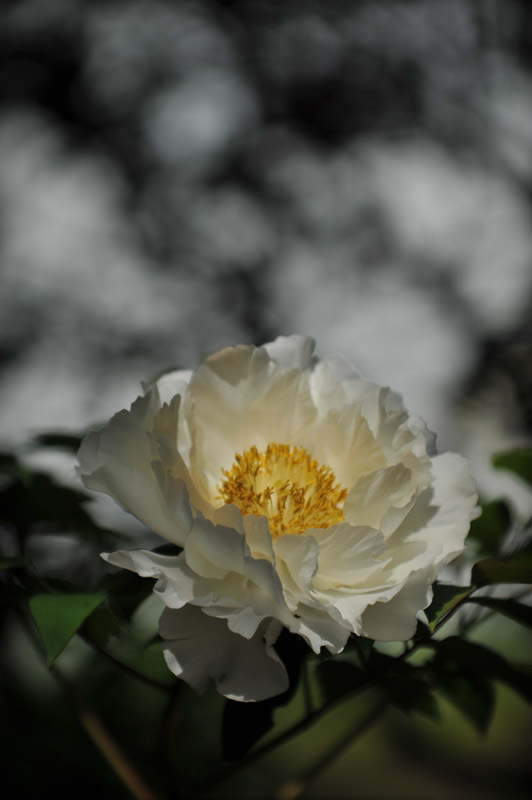 ★「天体写真準備」の次は、「お花写真」の準備♪_f0346040_19075159.jpg