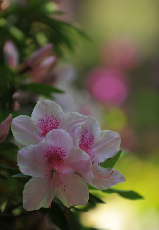 ★「天体写真準備」の次は、「お花写真」の準備♪_f0346040_19080102.jpg