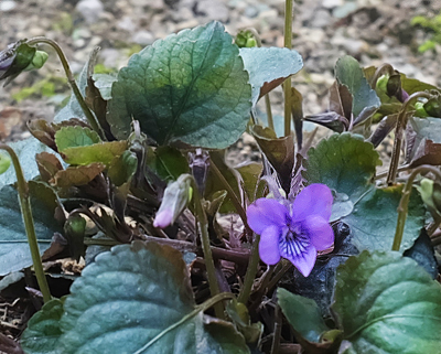 我が家の花 宿根スミレ 紫式部 Diyでミックスインテリア Mitune