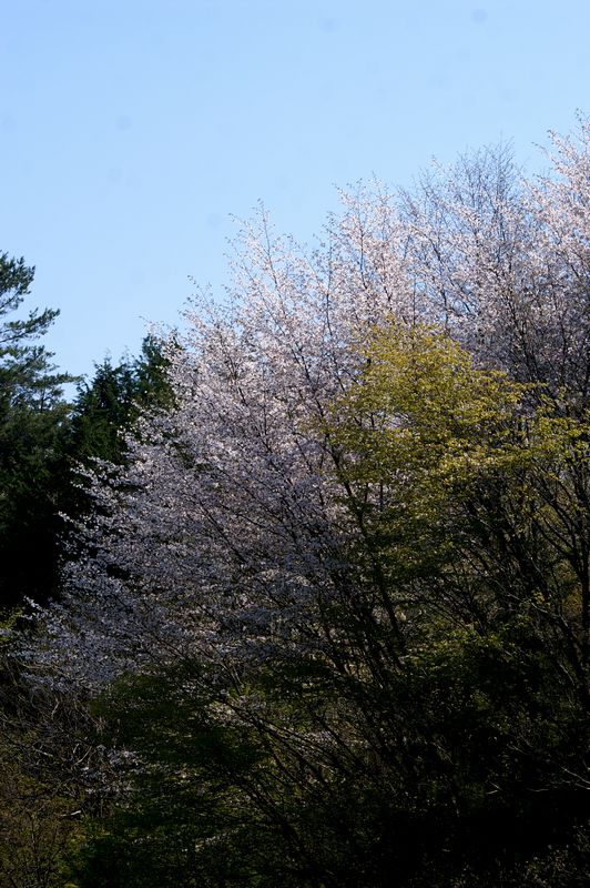 f0114346_984094.jpg