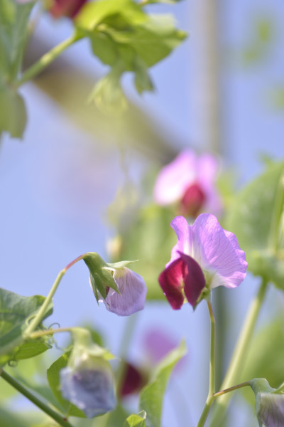 えんどう豆の花_c0345348_23455076.jpg