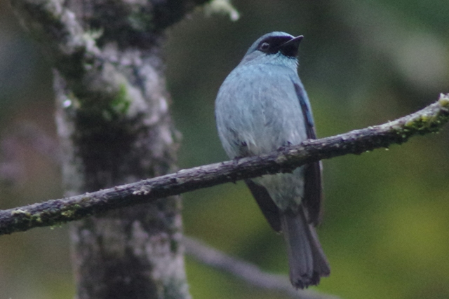 フィリピン転戦05野鳥編4_b0144049_15165382.jpg