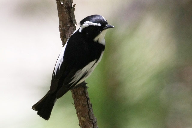 フィリピン転戦05野鳥編4_b0144049_15261512.jpg