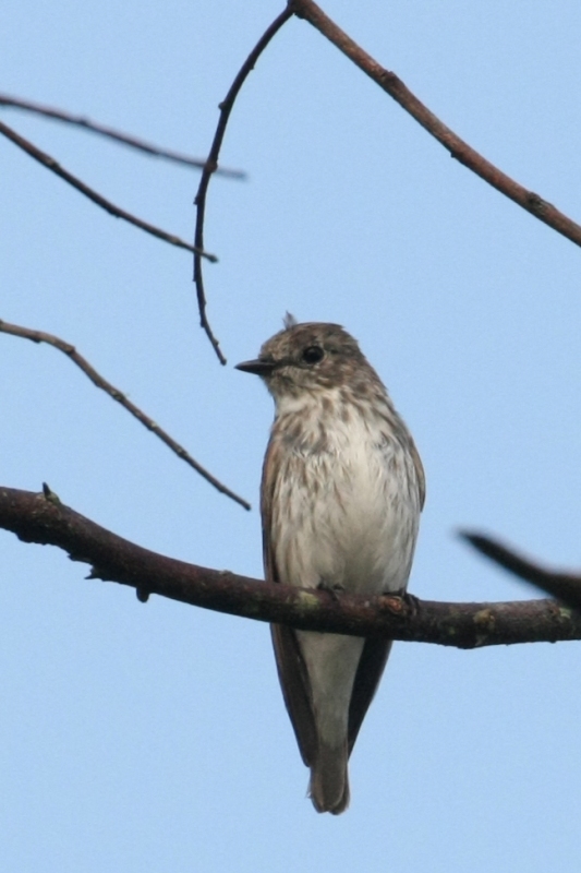 フィリピン転戦05野鳥編4_b0144049_1572097.jpg