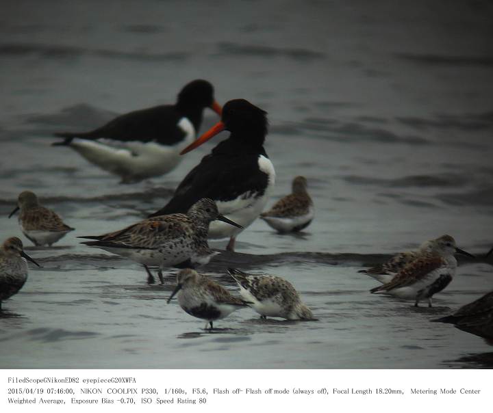 ふなばし三番瀬海浜公園 2015.4.19(1)_c0062451_15454192.jpg