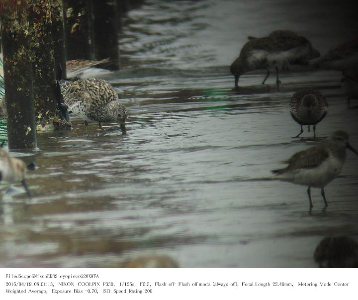 ふなばし三番瀬海浜公園 2015.4.19(1)_c0062451_15463217.jpg