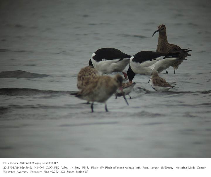 ふなばし三番瀬海浜公園 2015.4.19(1)_c0062451_1546619.jpg