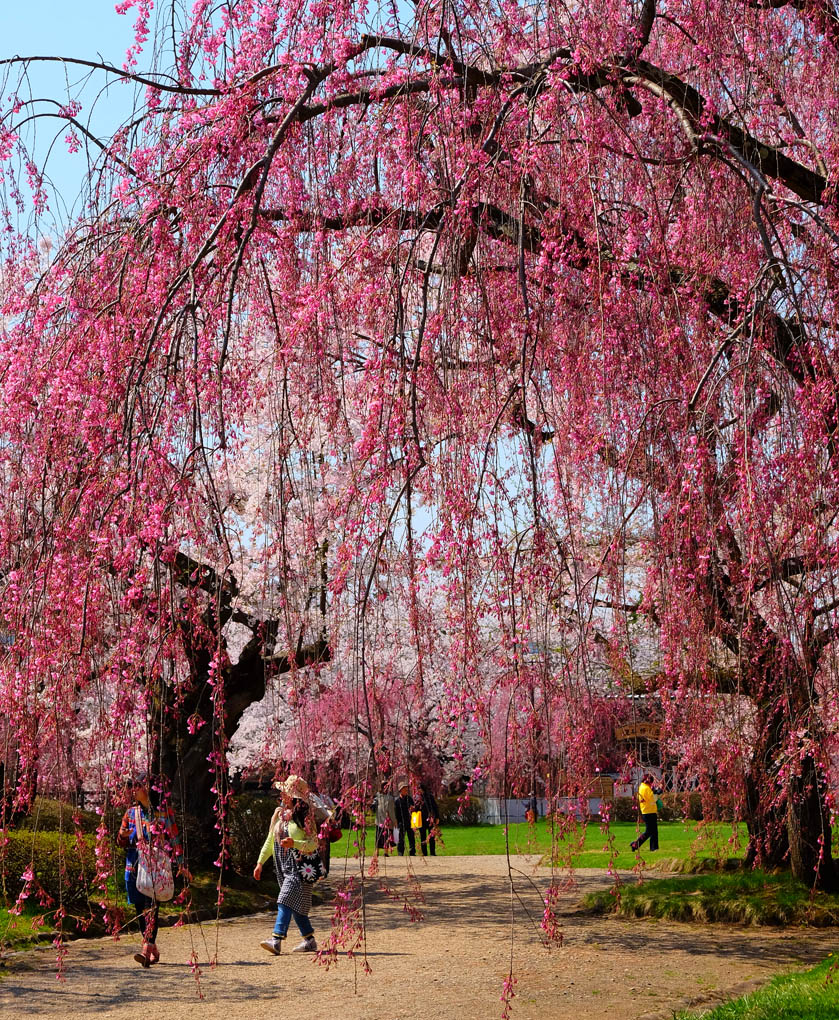 2015　弘前の桜No.2_f0038653_2111542.jpg