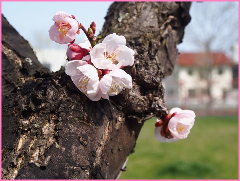 桜と梅の・・・_f0074956_10583536.jpg