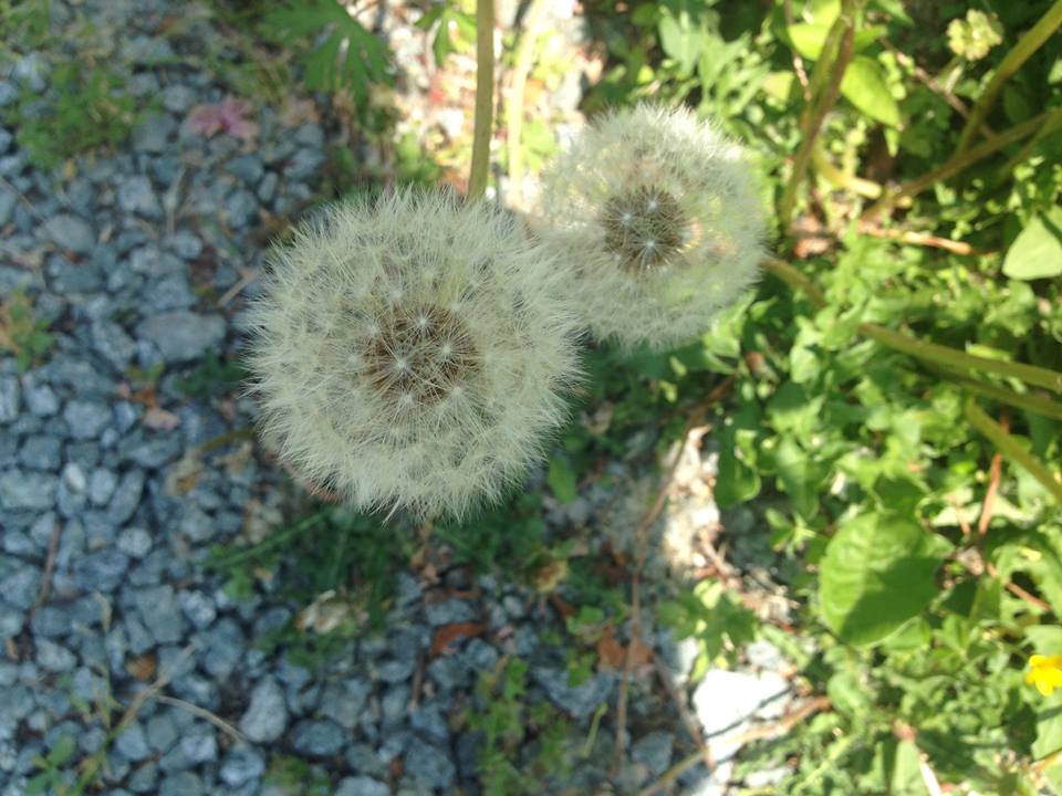 c0115560_12423172.jpg
