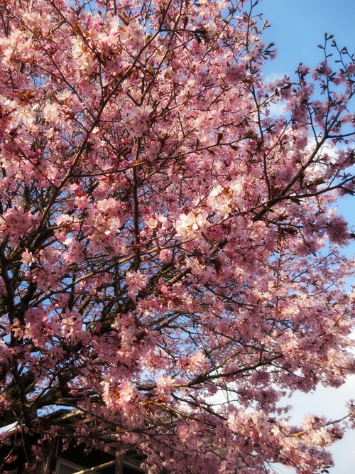 桜・SAKURA・桜 ２０１５_f0236260_22164552.jpg