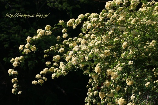 モッコウバラ（木香薔薇）_a0333661_23045360.jpg