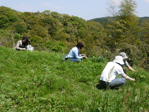 餅つき会に備え竹の子掘りと蓬摘み4・26台峯定例手入れ_c0014967_17264852.jpg