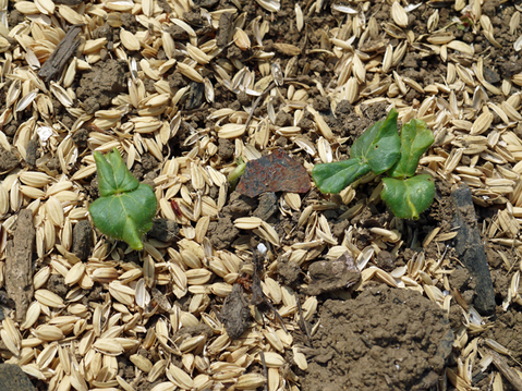 オクラ発芽 トウモロコシ２陣の種まき完了 4 25 北鎌倉湧水ネットワーク