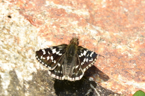 f0348480_10084061.jpg