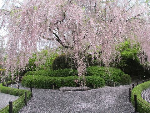 名残の桜2015 ～妙心寺退蔵院_d0098183_15444739.jpg