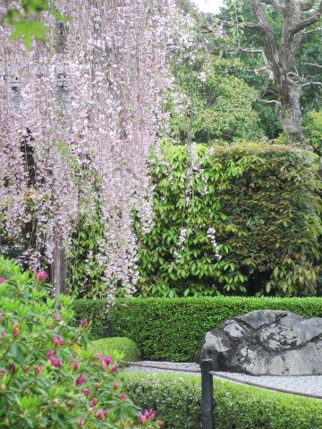 名残の桜2015 ～妙心寺退蔵院_d0098183_15481991.jpg