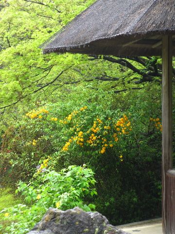 名残の桜2015 ～妙心寺退蔵院_d0098183_15495343.jpg