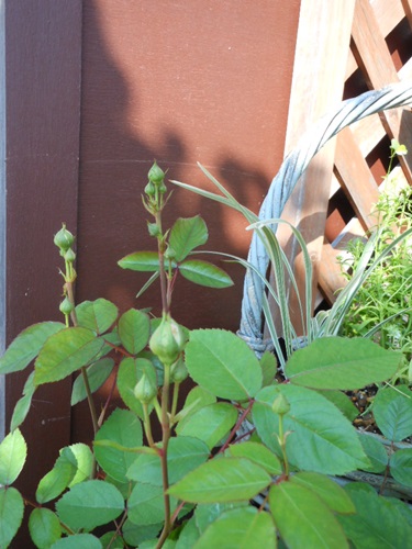 b0096584_23118100.jpg