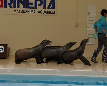 マリンピア松島水族館　アシカショー_f0297893_1914598.jpg