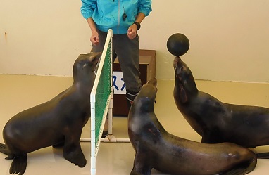 マリンピア松島水族館　アシカショー_f0297893_1993533.jpg