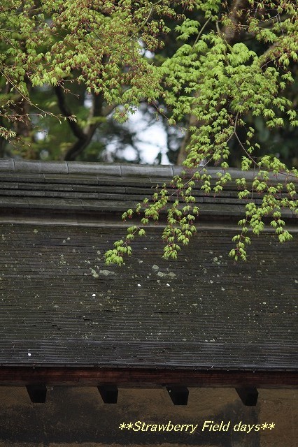 京都　桜紀行　２０１５　龍安寺　⑦_c0087094_20514706.jpg