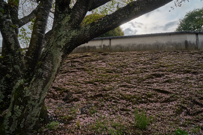 散桜の愉しみ_e0135098_5283767.jpg