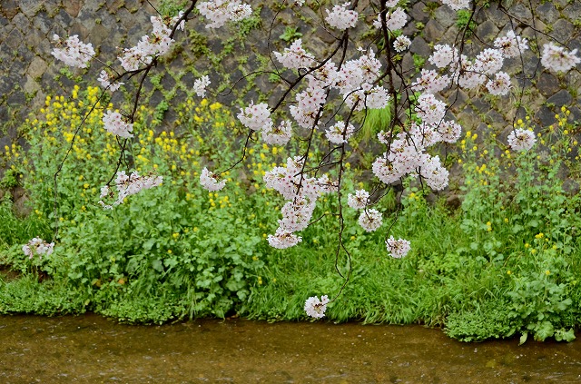 天神川　桜のトンネル_a0169902_0101030.jpg