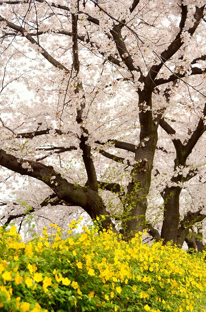 天神川　桜のトンネル_a0169902_0102060.jpg