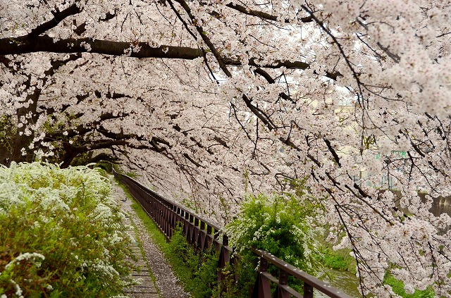 天神川　桜のトンネル_a0169902_0104088.jpg