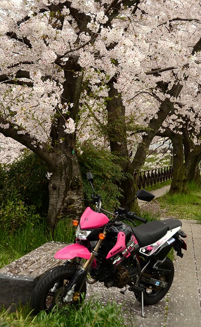 天神川　桜のトンネル_a0169902_0105398.jpg