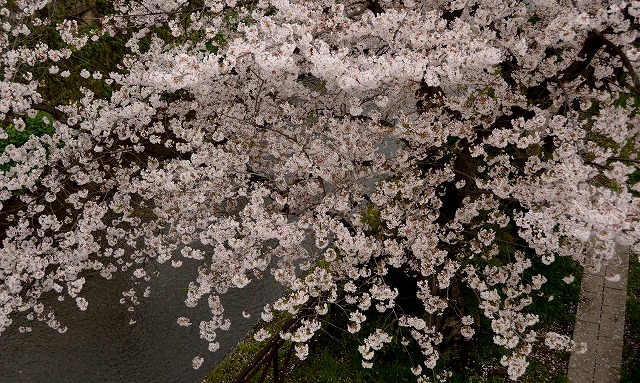 天神川　桜のトンネル_a0169902_011326.jpg