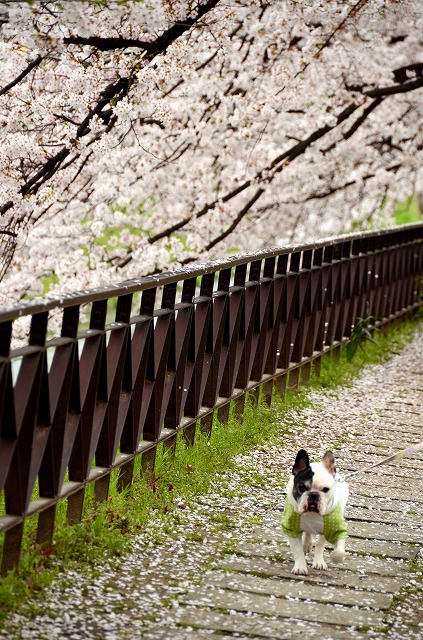 天神川　桜のトンネル_a0169902_091282.jpg