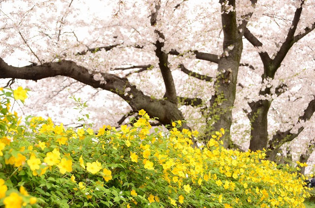 天神川　桜のトンネル_a0169902_092794.jpg