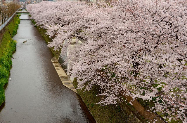 天神川　桜のトンネル_a0169902_093872.jpg