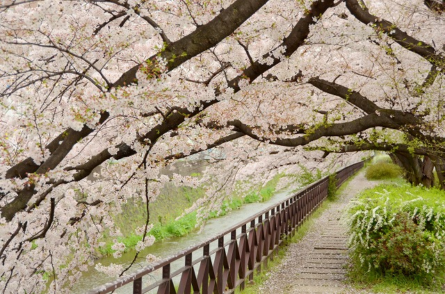 天神川　桜のトンネル_a0169902_094996.jpg